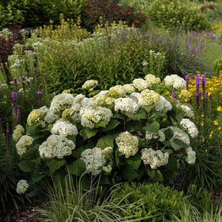 Hydrangea arborescens 'BAlful'  - First Editions® FlowerFull™ Smooth Hydrangea