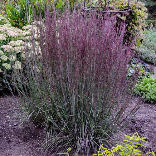 Schizachyrium scoparium 'Blue Paradise'  - 'Blue Paradise' Little Bluestem