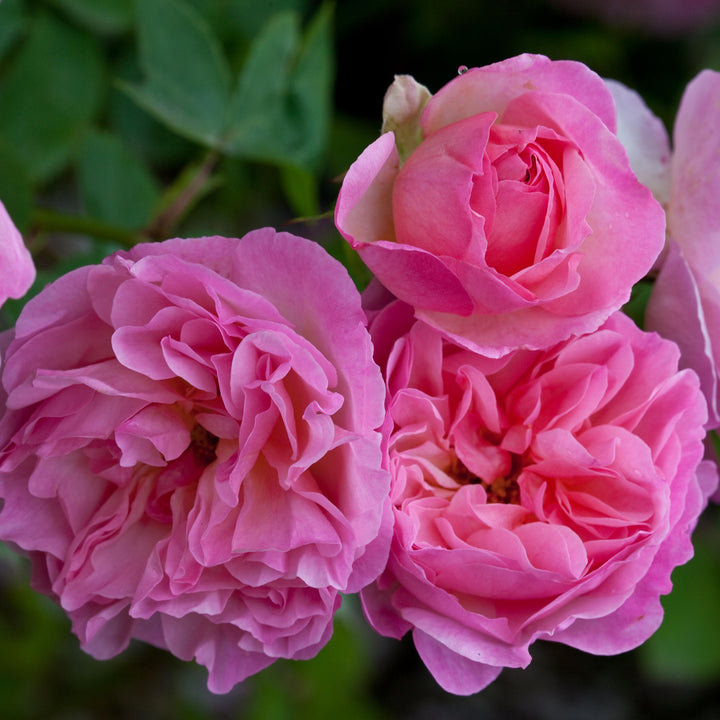 Rosa 'Aushouse'  - Harlow Carr Rose