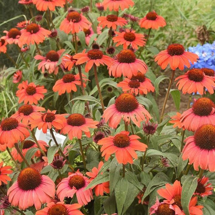 Echinacea purpurea 'Tanager'  - Eye-catcher™ Tanager Echinacea