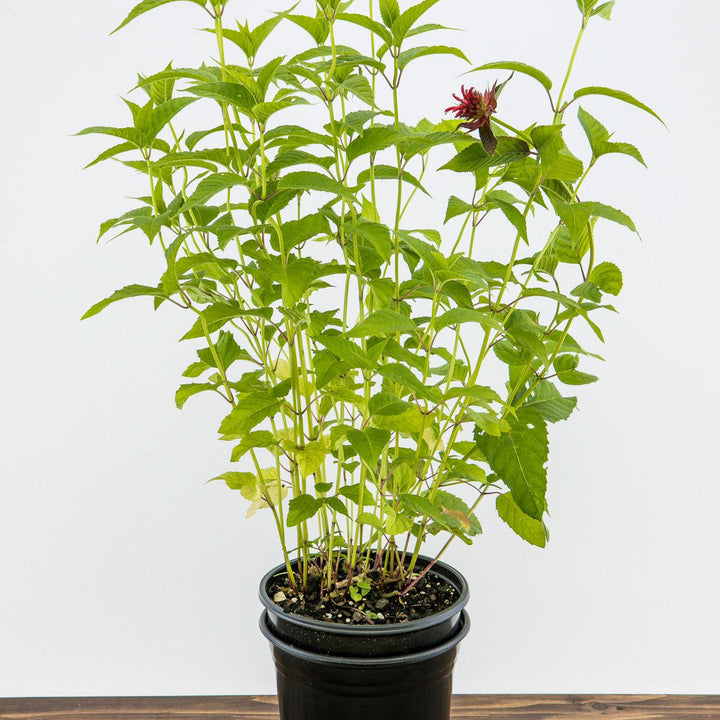 Monarda didyma 'Jacob Cline'  - Jacob Cline Bee Balm