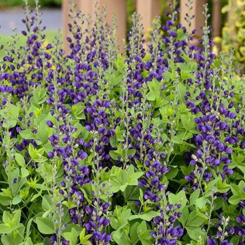 Baptisia 'Sparkling Sapphires' PP27,904  - PW® Decadence® Sparkling Sapphires False Indigo