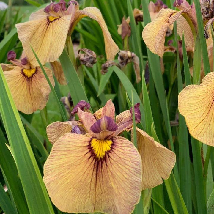 Iris pseudata 'Yarai'  - Yarai Pseudata Iris