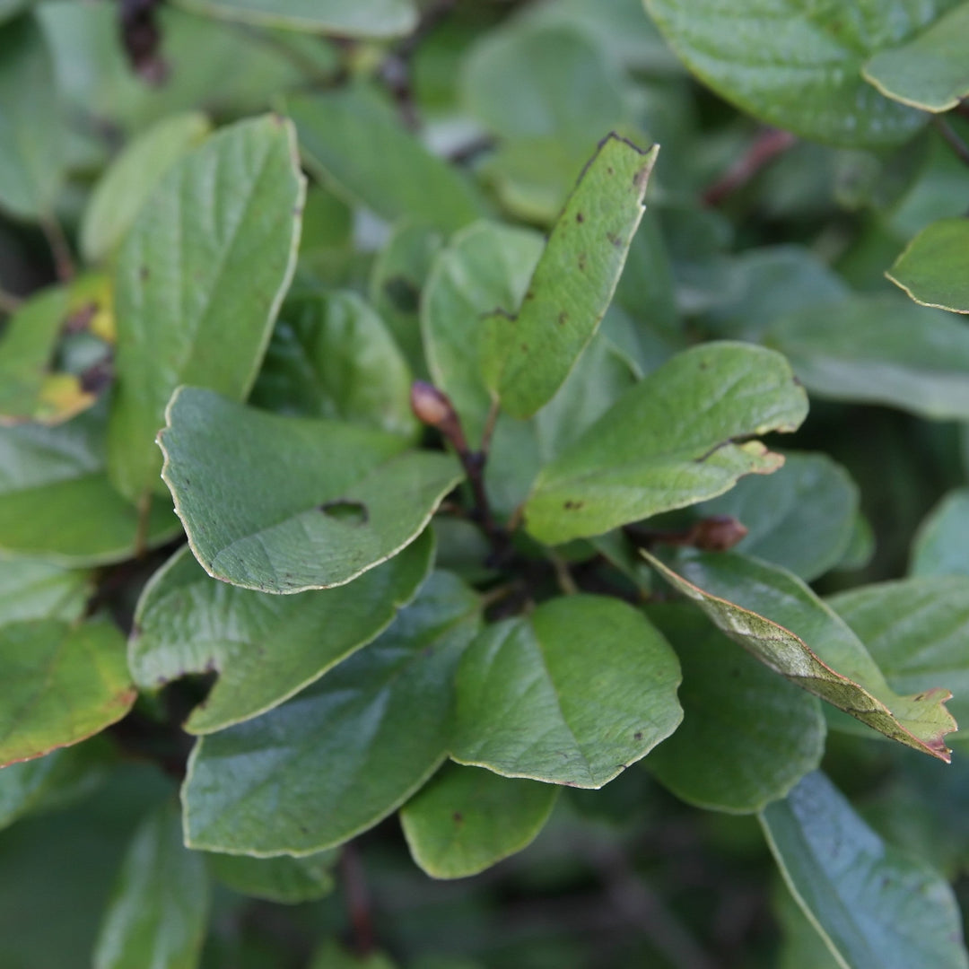 Fothergilla gardenii 'Blue Mist'  - Blue Mist Fothergilla