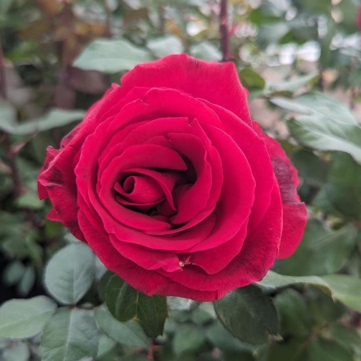 Rosa 'Mister Lincoln'  - Mister Lincoln Rose