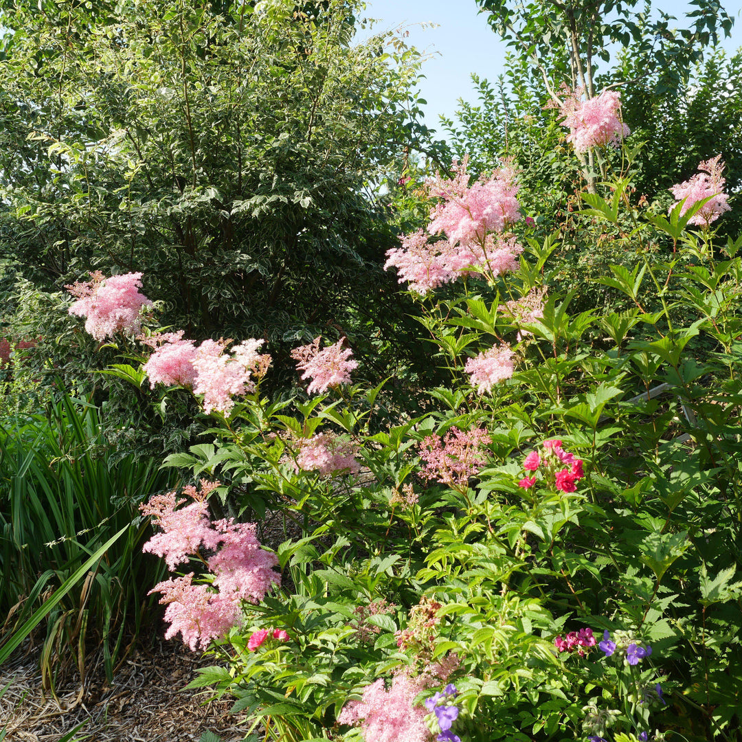 Filipendula rubra 'Venusta'  - Venusta Queen of the Prairie