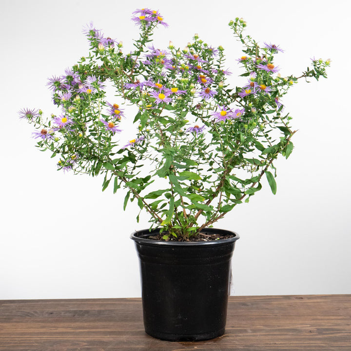 Aster oblongifolius 'Raydon's Favorite'  - Raydon's Favorite Aromatic Aster