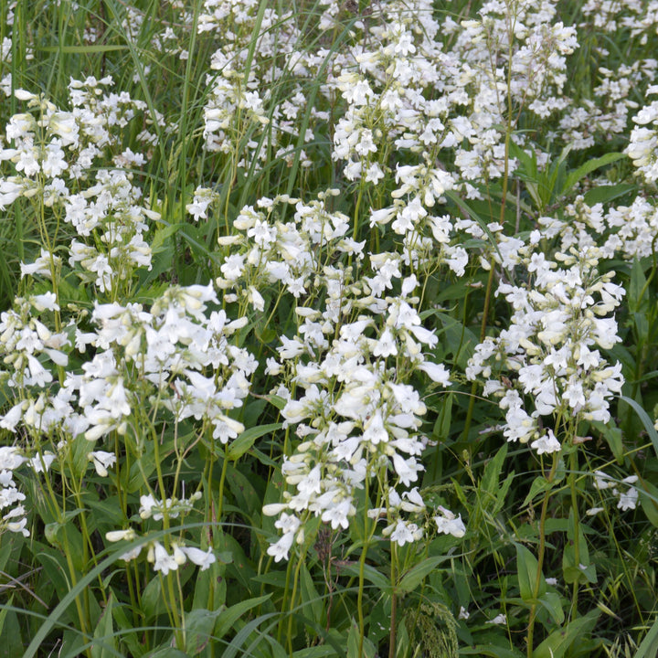 Penstemon digitalis 'Alba'  - White Beardtongue