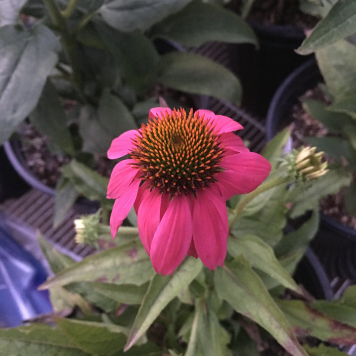 Echinacea purpurea 'PAS702917'  - PowWow® Wild Berry Echinacea, Coneflower