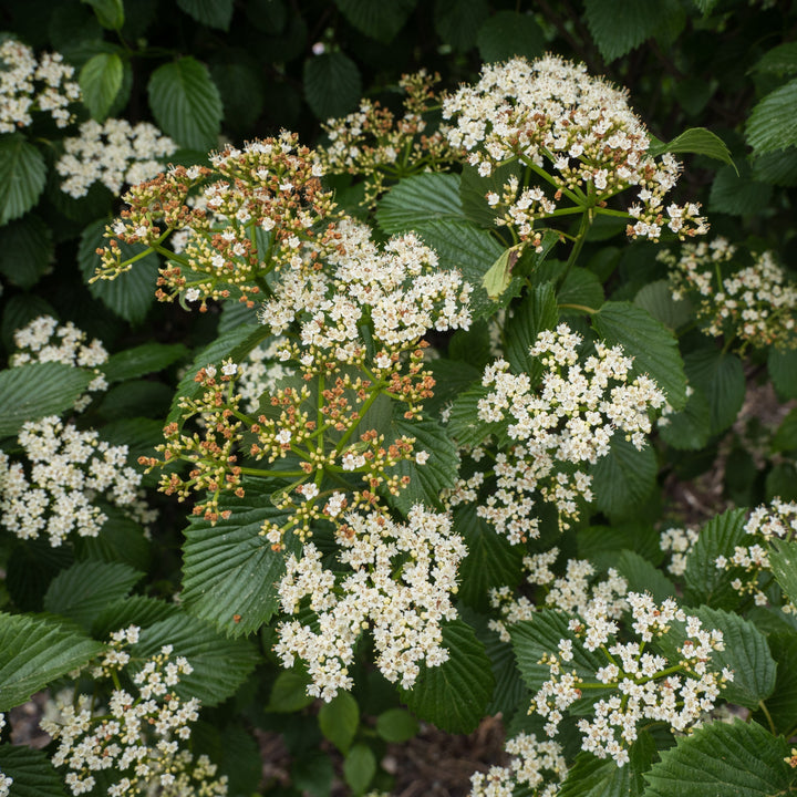 Viburnum dentatum 'Ralph Senior'  - Autumn Jazz® Viburnum
