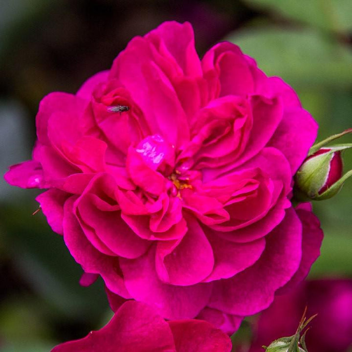 Rosa 'Darcey Bussell'  - Darcey Bussell Rose