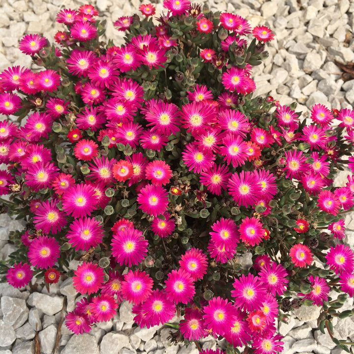 Delosperma cooperi 'DSAM13-1'  - Jewel of Desert® Amethyst Ice Plant