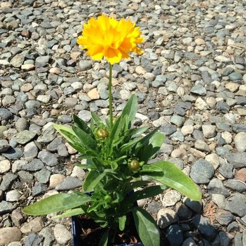 Coreopsis grandiflora 'Early Sunrise'  - Early Sunrise Giant Tickseed