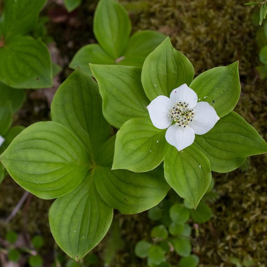 Cornus canadensis  - Creeping Dogwood