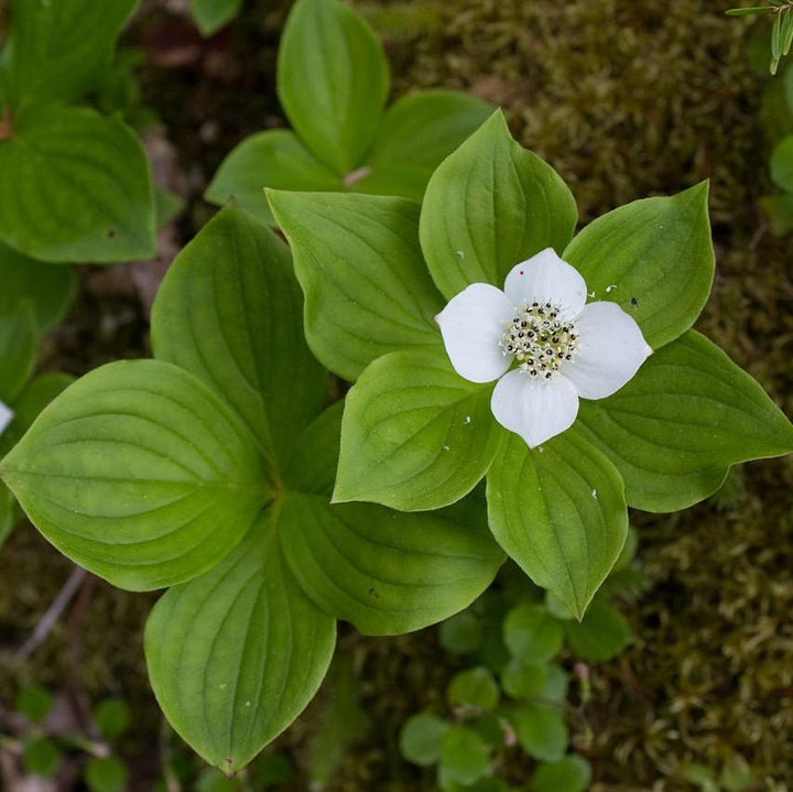 Cornus canadensis  - Creeping Dogwood