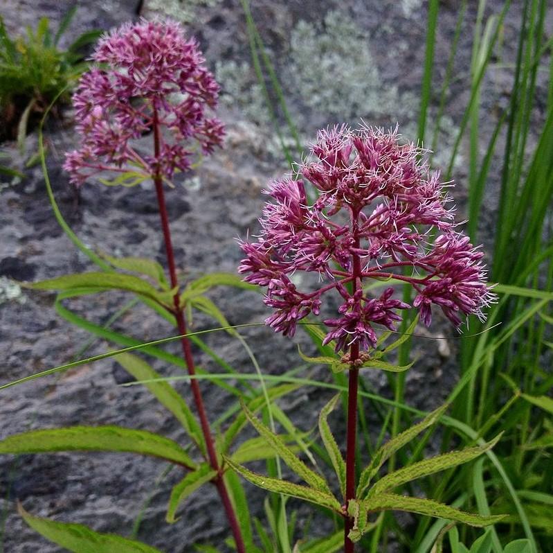 Eutrochium dubium 'Baby Joe'  - Baby Joe Coastal Plain Joe Pye Weed