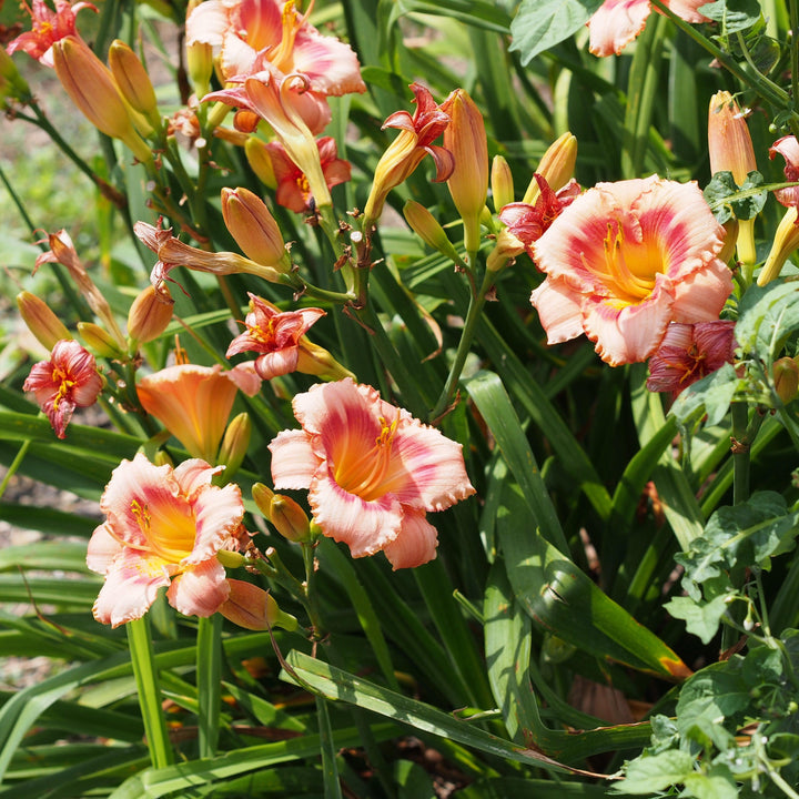 Hemerocallis 'Strawberry Candy'  - Strawberry Candy Daylily