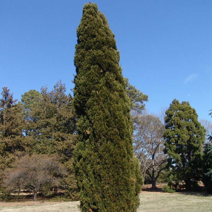 Juniperus chinensis 'Spartan'  - Spartan Chinese Juniper