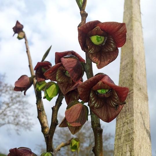 Asimina triloba  - Common Pawpaw, Tall Pawpaw