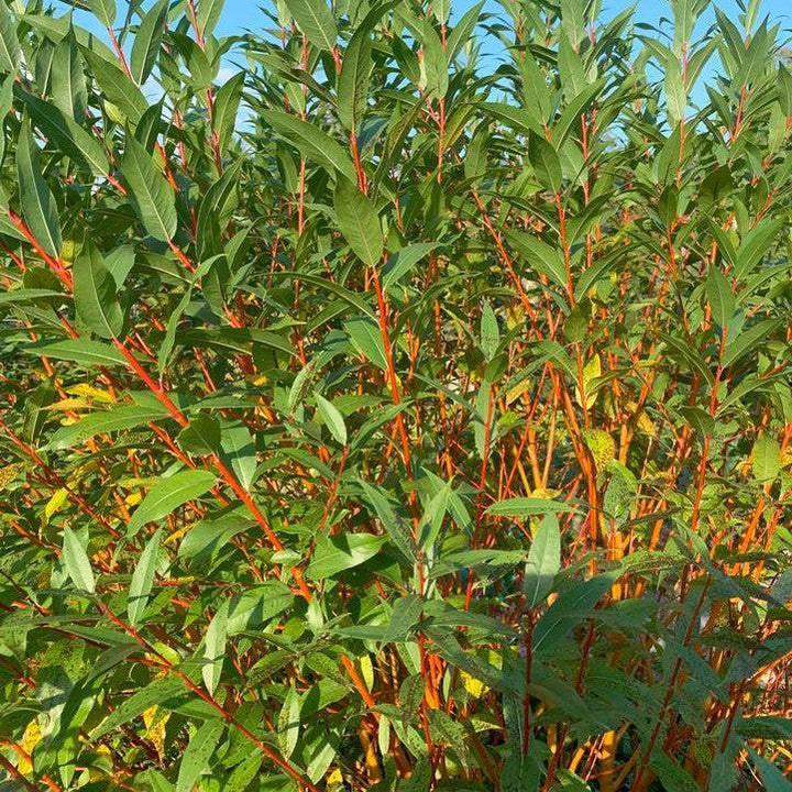 Salix alba 'Winter Torch'  - Winter Torch Willow