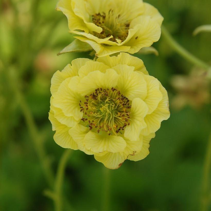 Geum 'Banana Daiquiri'  - Cocktails™ Banana Daiquiri Avens