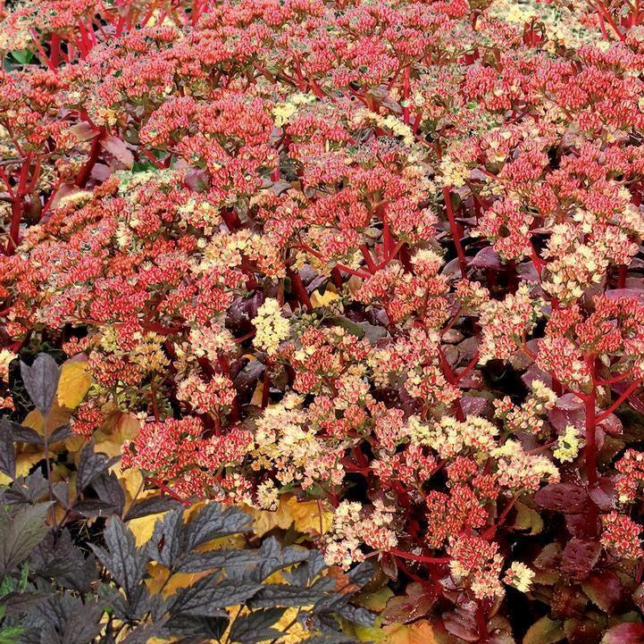 Sedum telephium 'TNSEDPP'  - Peach Pearls Sedum