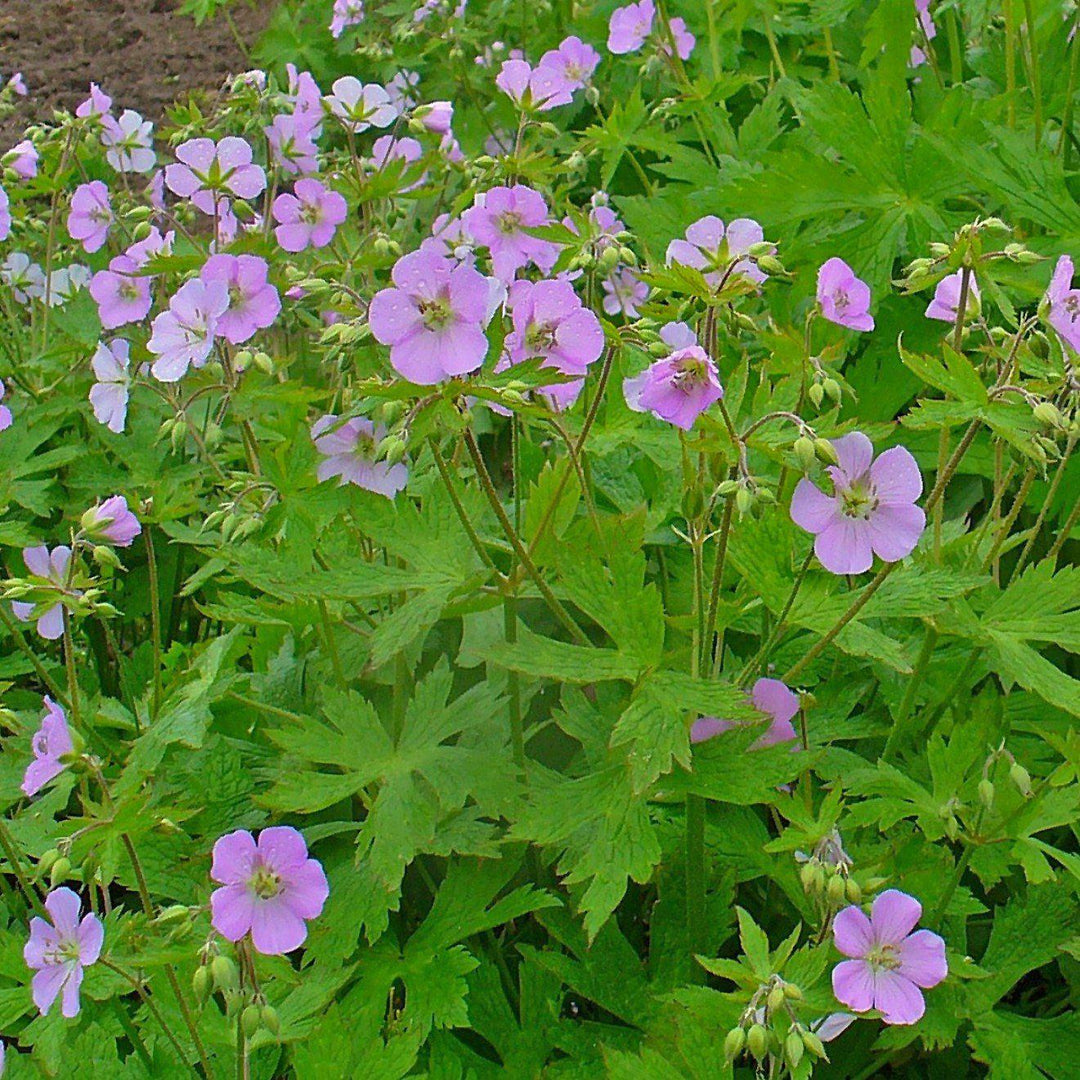 Geranium maculatum  - Wild Cranesbill