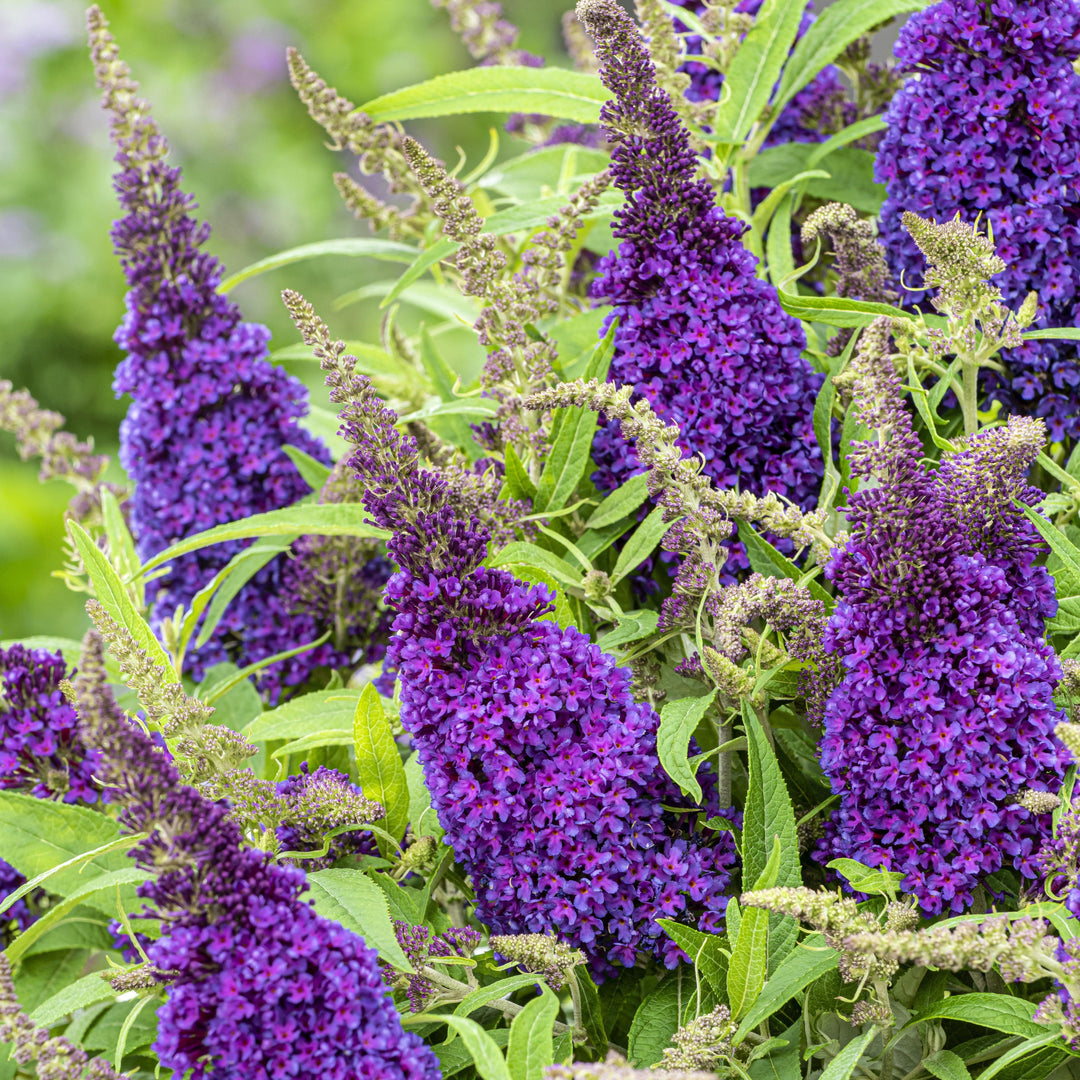 Buddleia davidii 'BotEx 001' PP34,515  - Butterfly Candy™ Li'l Grape™ Butterfly Bush