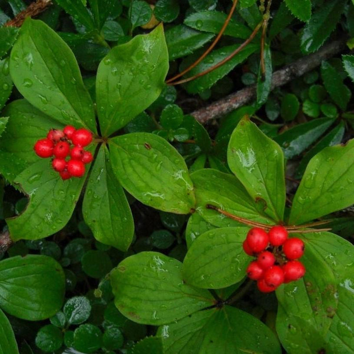 Cornus canadensis  - Creeping Dogwood