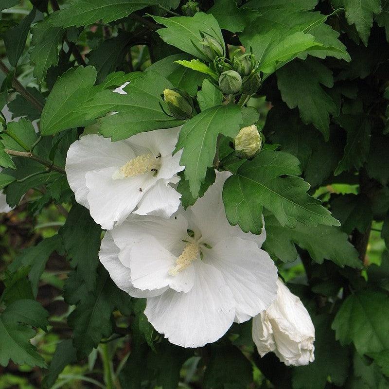 Hibiscus syriacus 'Diana'  - Diana Hibiscus