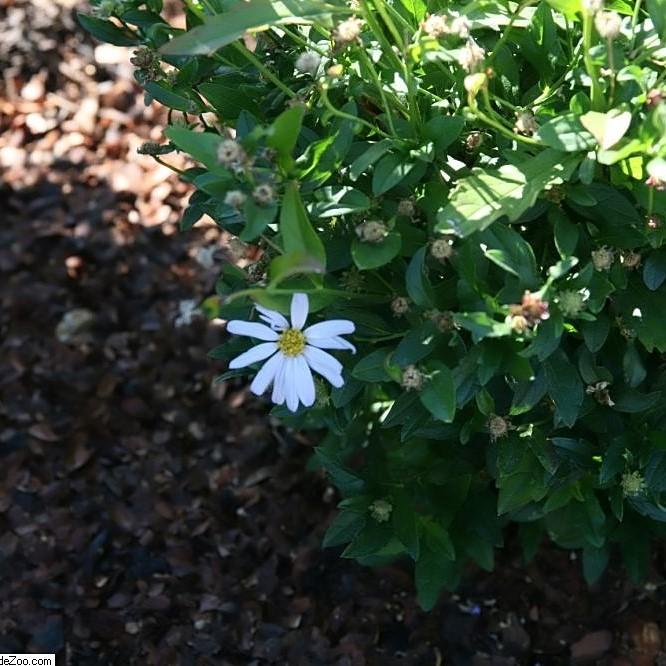 Kalimeris incisa 'Blue Star'  - Blue Star Kalimeris