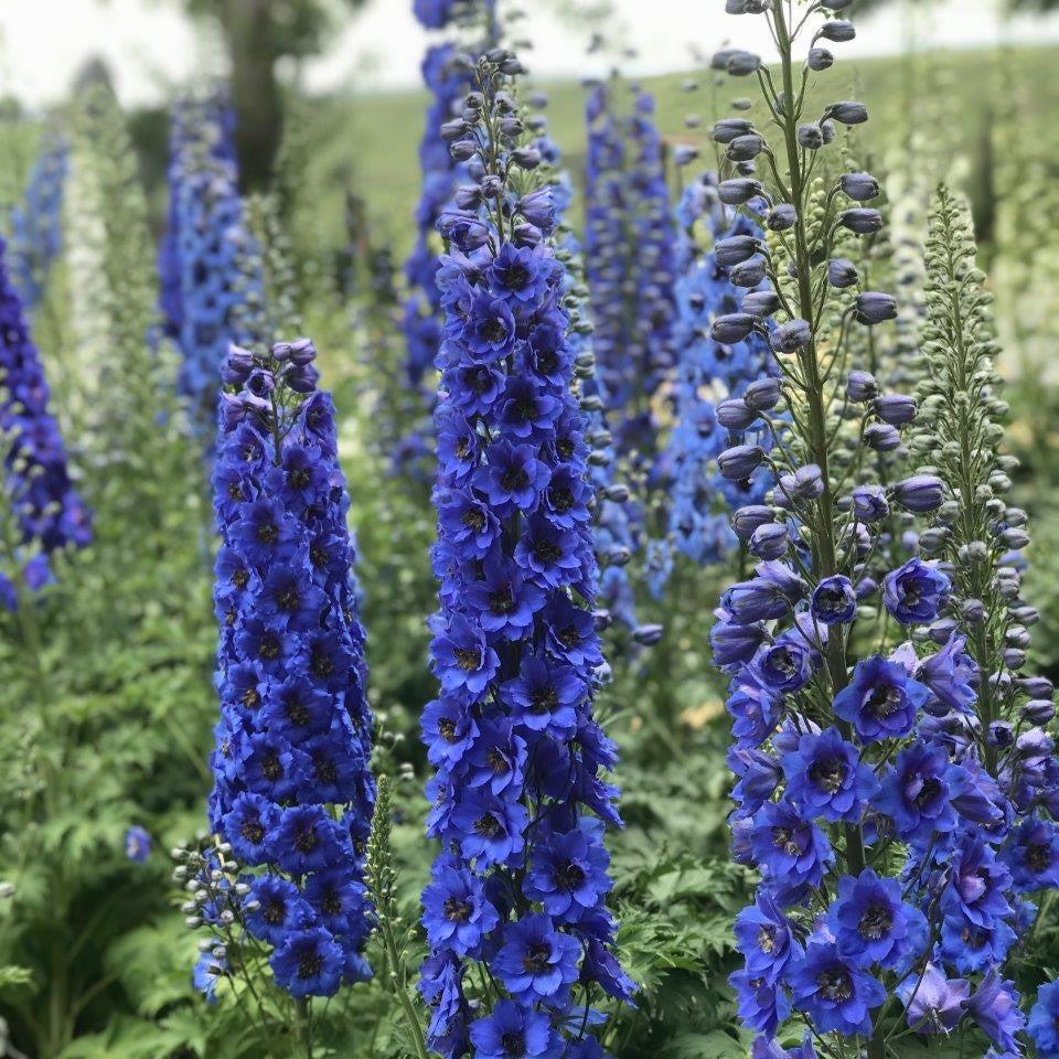 Delphinium x 'Blue Buccaneers'  - New Millennium™ Blue Buccaneers Delphinium
