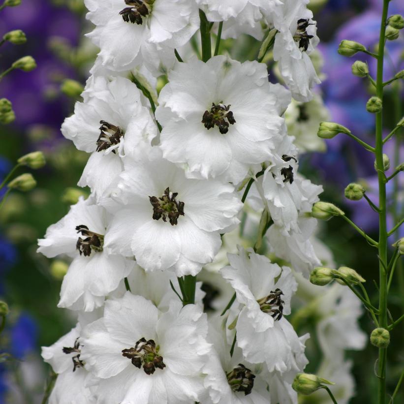 Delphinium x 'Black Eyed Angels'  - Black Eyed Angels Delphinium