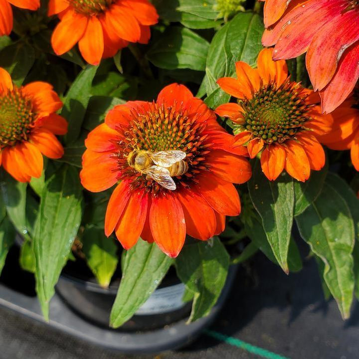 Echinacea 'Balsomstor'  - Sombrero® Fiesta Orange Coneflower