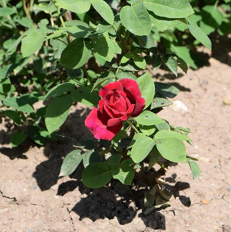 Rosa 'Chrysler Imperial'  - Chrysler Imperial Rose