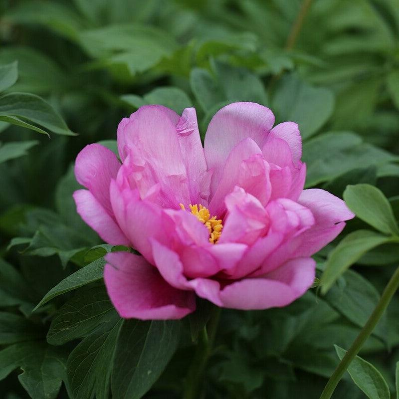 Paeonia 'First Arrival'  - First Arrival Itoh Peony