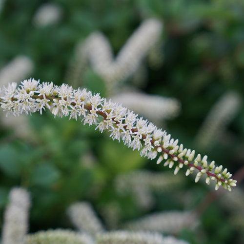 Itea virginica 'SMNIVDFC' USPP 30,233  - Scentlandia® Sweetspire