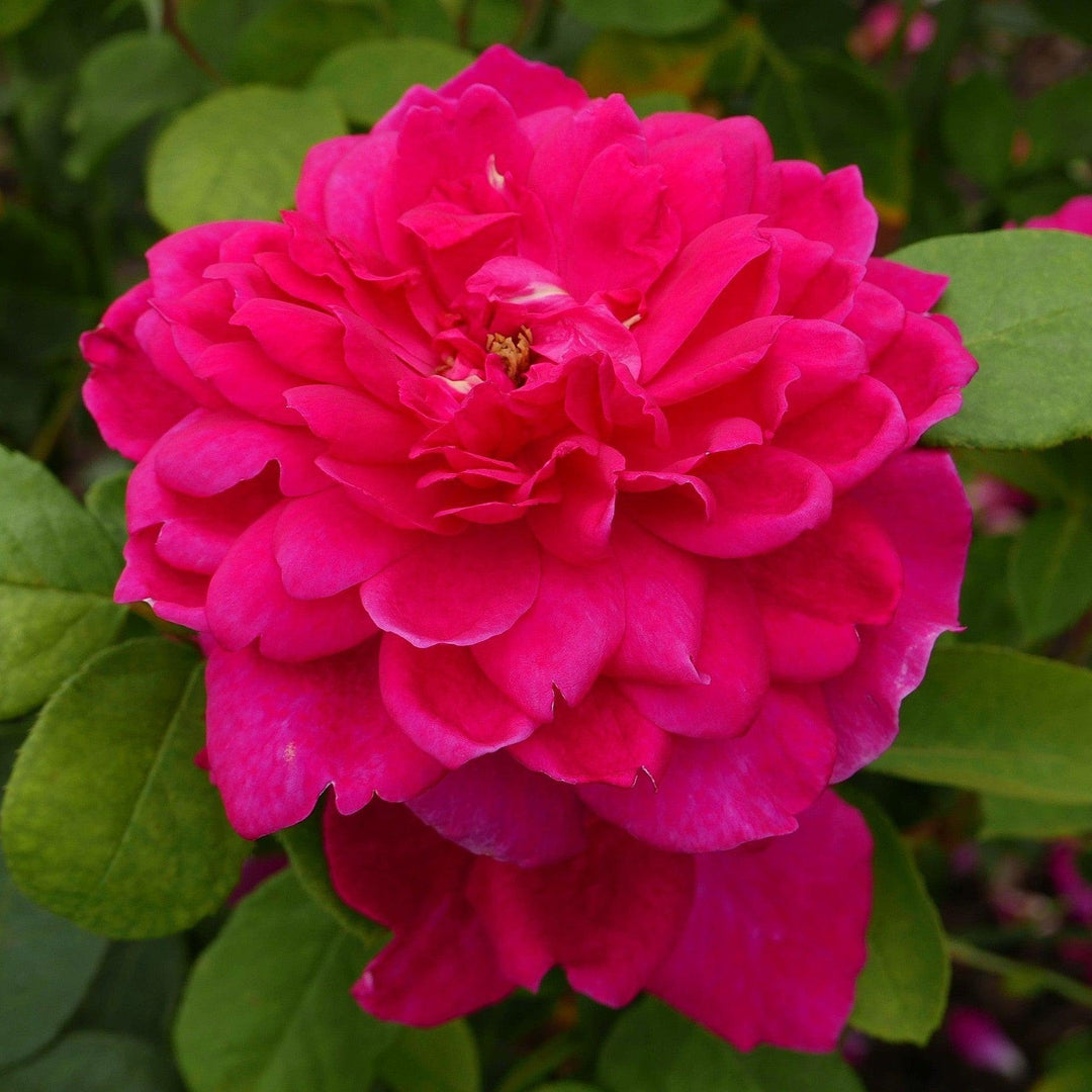 Rosa 'Auslot'  - Sophy's Rose