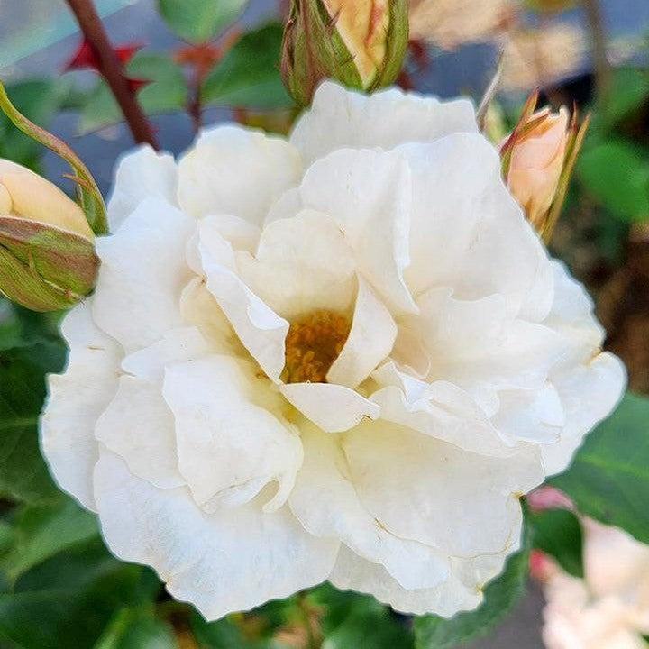 Rosa 'BAIcham'  - Easy Elegance® Champagne Wishes Rose