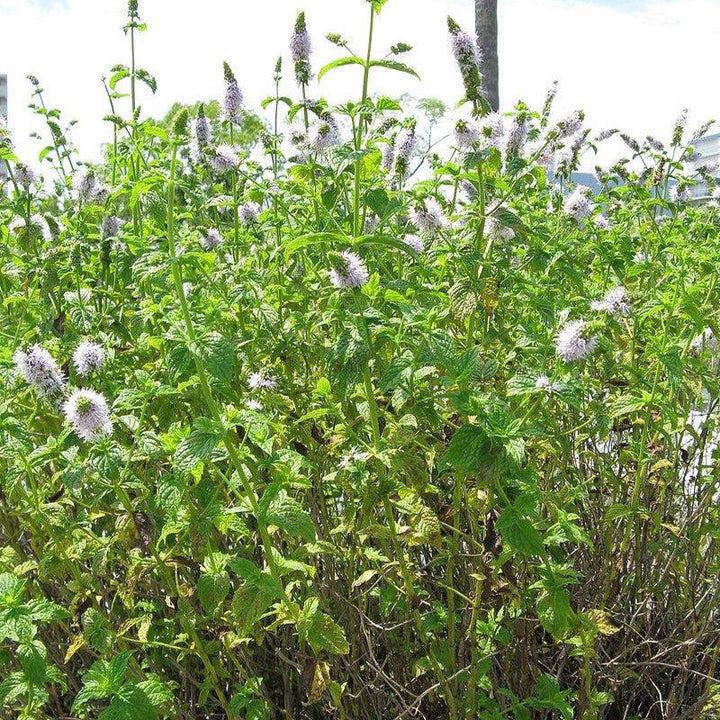 Mentha spicata  - Spearmint