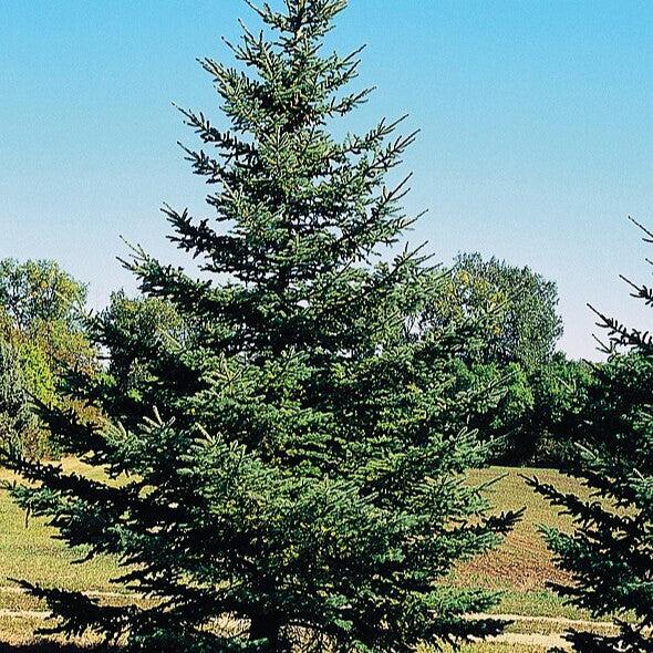 Picea glauca var. densata  - Black Hills Spruce