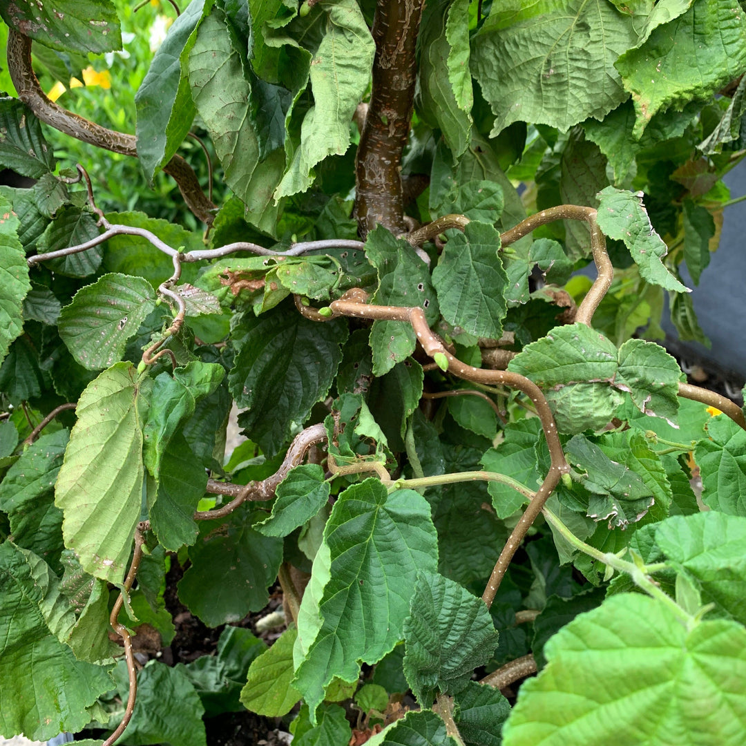 Corylus avellana 'Contorta'  - Contorted Filbert, Harry Lauder’s Walking Stick