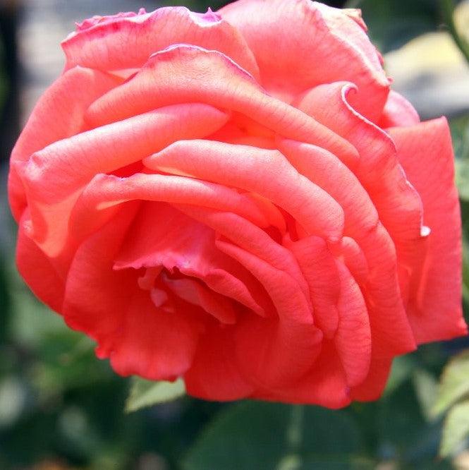 Rosa 'TANorstar'  - Tropicana Rose
