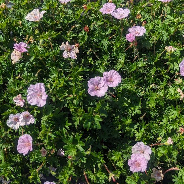 Geranium sanguineum 'Striatum'  - Striatum Cranesbill