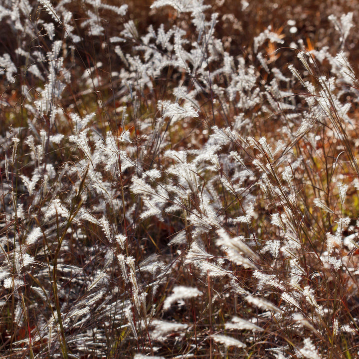 Andropogon ternarius 'Black Mountain'  - Black Mountain Bluestem