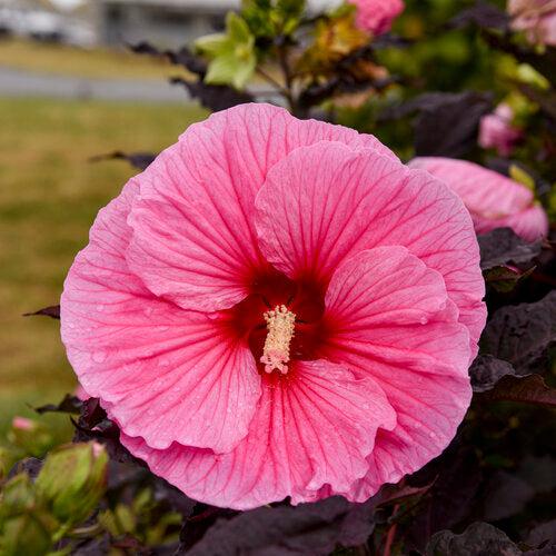 Hibiscus 'Edge of Night' PP34,359  - Summerific® Edge of Night Hibiscus