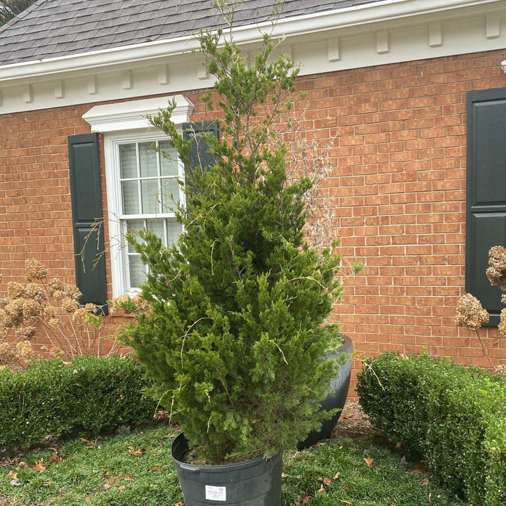 Juniperus virginiana 'Brodie'  - Brodie Red Cedar