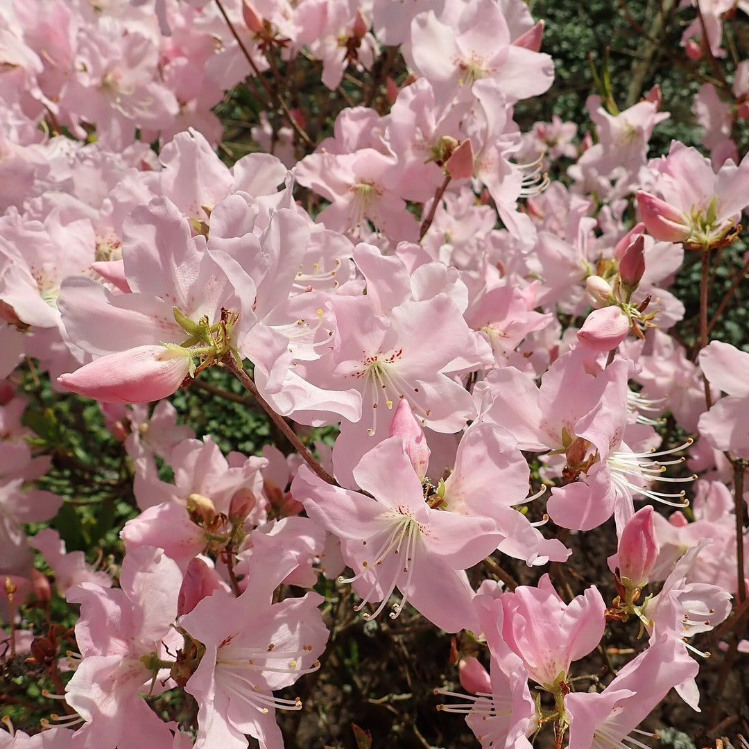Rhododendron schlippenbachii  - Royal Azalea