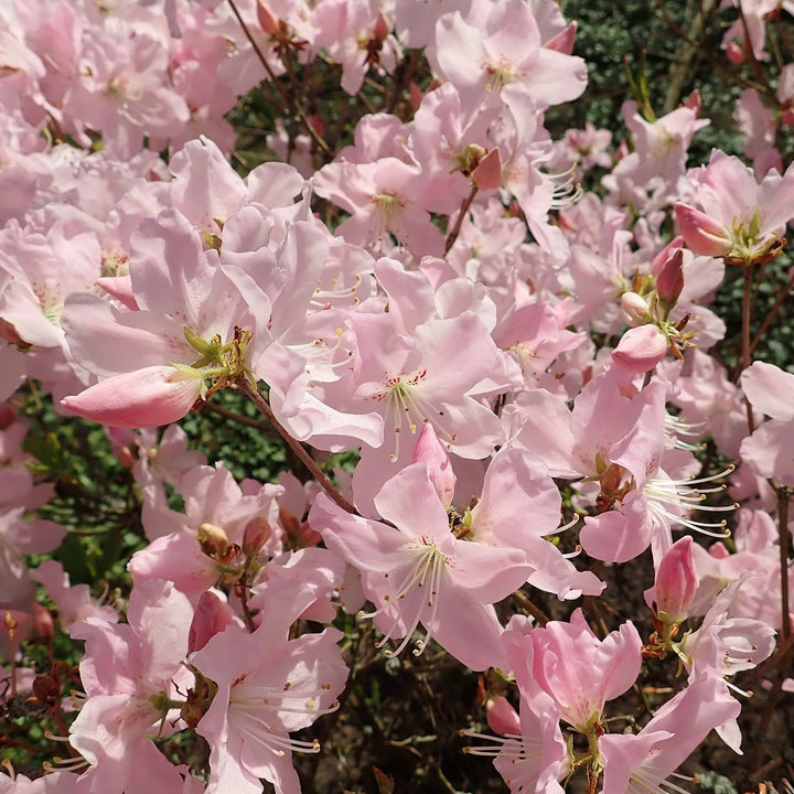 Rhododendron schlippenbachii  - Royal Azalea