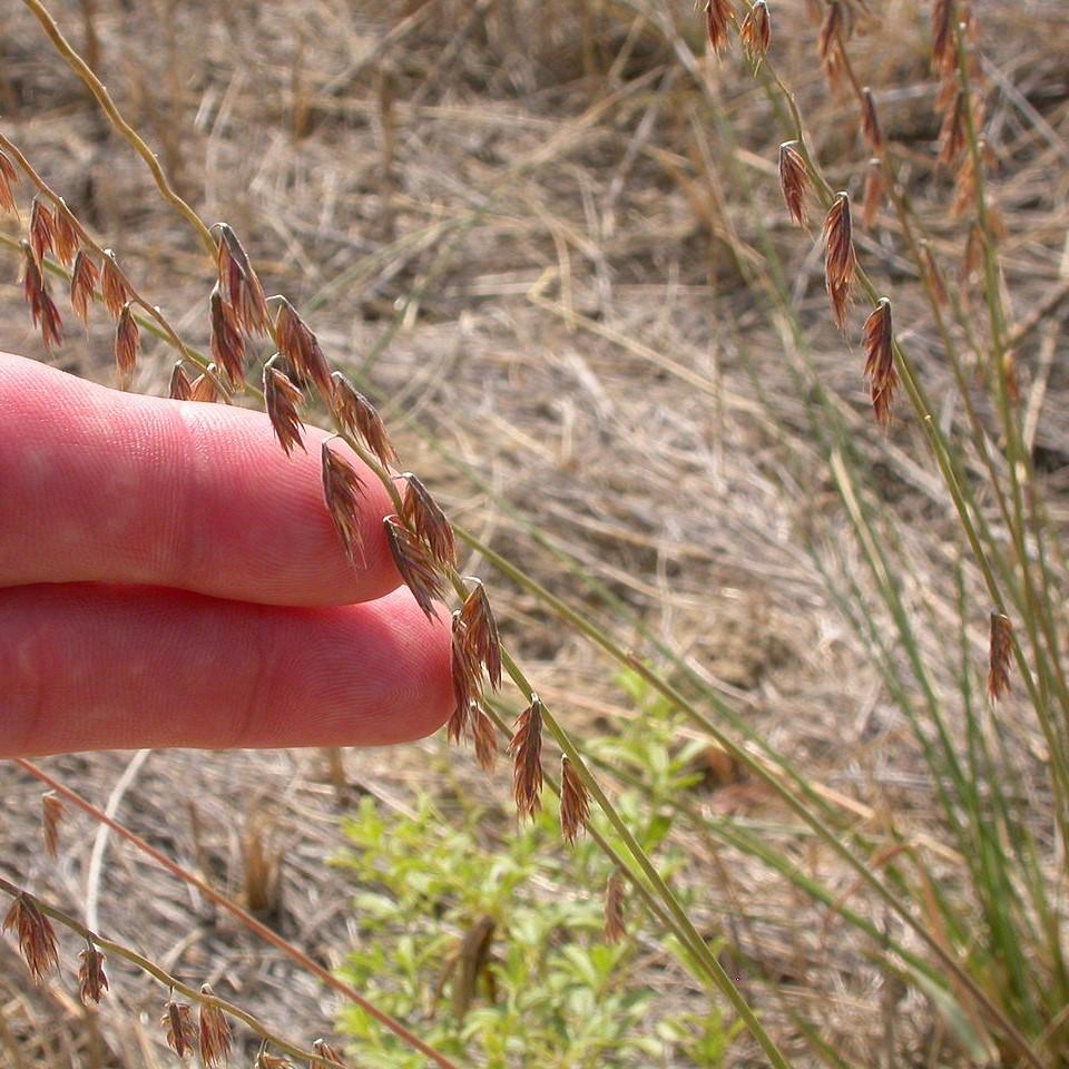 Bouteloua curtipendula  - Sideoats Grama